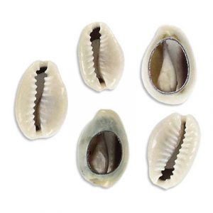 Connecteur en coquillage, 14x10mm approx., naturel. Vendu separement. (SKU# SPCNSHELL/NAT)